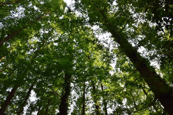 廣州市珠海、天河區(qū)全力推進(jìn)秋冬季大氣污染防治攻堅工作