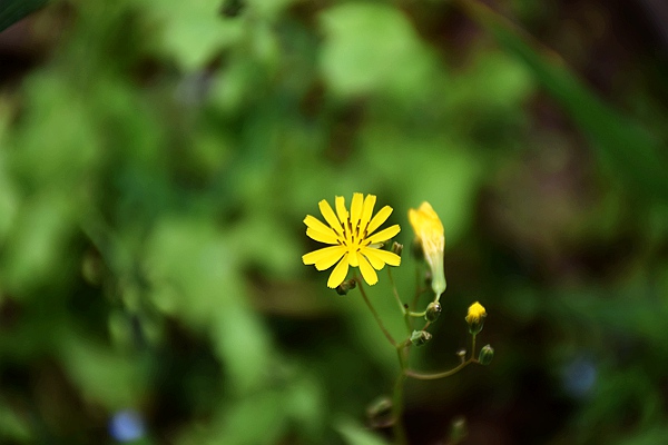 IIGF觀點|范欣宇、龐心睿：溫室氣體減排交易中心發展經驗——區域及創新篇 
