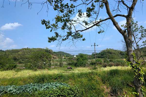 淮北市“三綠”協同發力 推動石質山綠化提質增彩